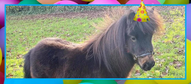 Patrick Pony” style= Patrick Pony